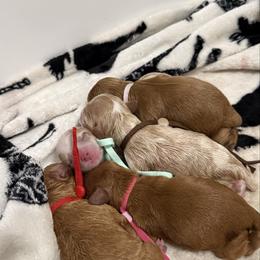Boy2 - Tri-color male Cavapoo puppy in St George, Utah from Pearson's Poodles