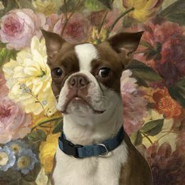 Flora - Boston Terrier