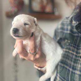 Grey Mae - White male Berger Blanc Suisse puppy in Brooksville, Florida from Vom Hundhaus Shepherds