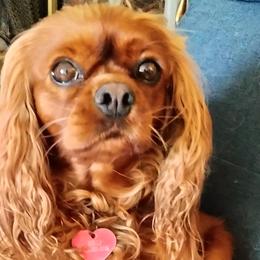 Kelly - Cavalier King Charles Spaniel