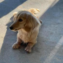 Lucy - Dachshund