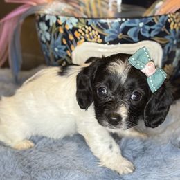 Aspen (Parti Female) - Black and white female Companion Cross puppy in Waldron, Arkansas from Kay’s Cutie Poos