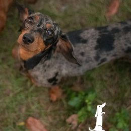 Peppa - Dachshund