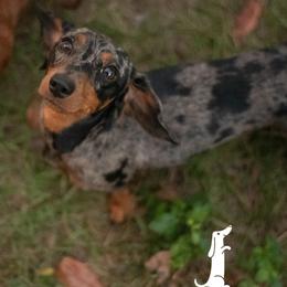 Peppa - Dachshund