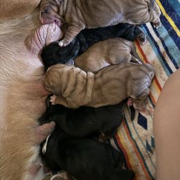 Scout - Brown black and white male Basset Hound puppy in Springfield, Missouri from Baylee’s Bassets