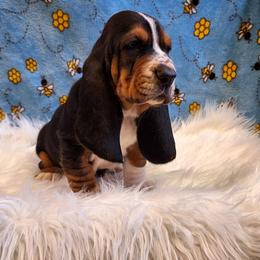 Dexter - Black brown and white male Basset Hound puppy in Mack's Creek, Missouri from Mack's Creek Basset Hounds
