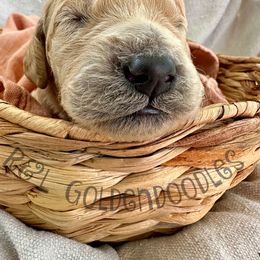 Goldendoodle Puppies from R&L Goldendoodles