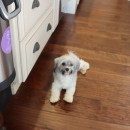 Tallulah - Havanese
