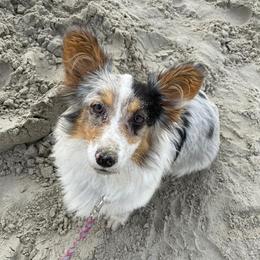 American Corgis and Pembroke Welsh Corgis from Corrine's Corgis