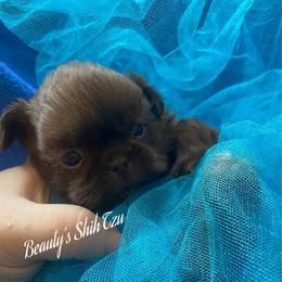 Wesley- Sold - Chocolate male Shih Tzu puppy in Lawrenceville, Georgia from Beauty's Shih Tzu (Georgia)