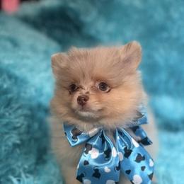 Waylon - Chocolate merle male Pomeranian puppy in Gainesville, Texas from Pomtastic Pomeranians