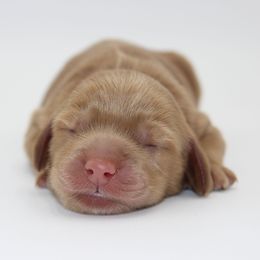 Big Ben - Gold male Australian Cobberdog puppy in Bellingham, Minnesota from Whispering Prairie Australian Cobberdog