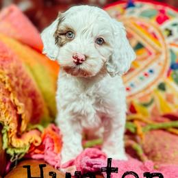 Hunter - Chocolate male Australian Labradoodle puppy in Decatur, Alabama from Southern Meadows Doodles