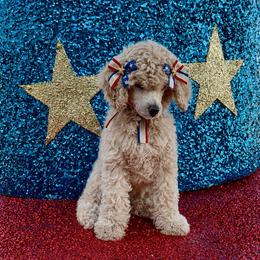 Princess Dipsey. - Cream female Poodle puppy in Houston, Texas from The Standards