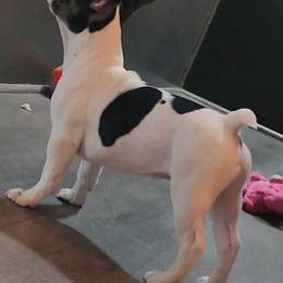 Jafar - White and black French Bulldog puppy in Davenport, Iowa from QC Finest Frenchies & Brussels