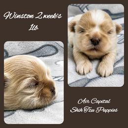 Winston - Cream and white male Shih Tzu puppy in Maize, Kansas from Air Capital Shih Tzu Puppies
