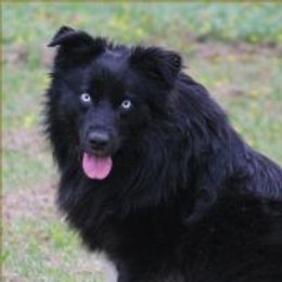 Malachi - Australian Shepherd