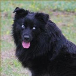 Malachi - Australian Shepherd
