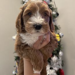 Australian Labradoodle and Goldendoodle Puppies from The Moon Doodles