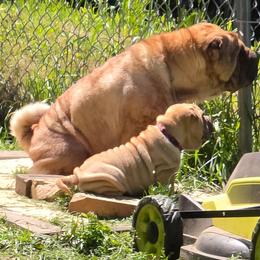 Red Collar 'Rudy' - Fawn male Chinese Shar-Pei puppy in Oil City, Pennsylvania from Hannaggin Shar Pei