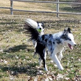 Border Collies from Monarch BorderCollies
