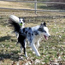 Border Collies from Monarch BorderCollies
