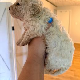 Baby's Breath  (brown collar) - Orange male Lagotto Romagnolo puppy in Ashland, Ohio from SS Australian Shepherds