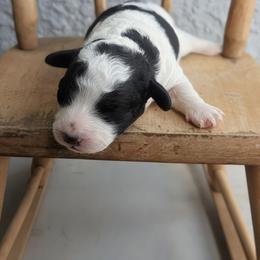 Lily - Black and white female Cavapoo puppy in Tucson, Arizona from Ever After Doodles Arizona