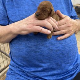 Maroon collar - Mahogany male Irish Setter puppy in Choctaw, Oklahoma from Heartland Irish Setters