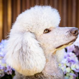 Hazel - Poodle