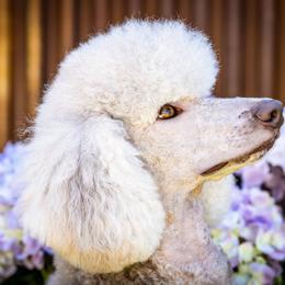 Hazel - Poodle