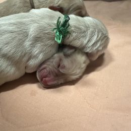 Golden Retriever Puppies from St. Paul Goldens