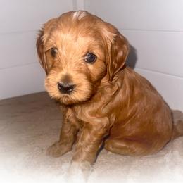 Jackie - Red  male Goldendoodle puppy in Garden Grove, California from Sunkissed Doodles