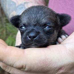 Wolfie - Black sabled fawn male Chihuahua puppy in East Camden, Arkansas from RoyAl