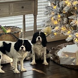 Cavalier King Charles Spaniels and Poodles from Erica's Cavalier King Charles Spaniels and Poodles