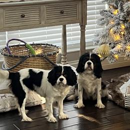 Cavalier King Charles Spaniels and Poodles from Erica's Cavalier King Charles Spaniels and Poodles