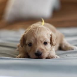 Miss yellow collar - Cream female Maltipoo puppy in Springtown, Texas from North Texas Puppies