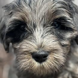 Double Doodles, Goldendoodles, and Labradoodles from Wilson Family Companions