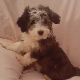 Cherry - Red tri-color Aussiedoodle puppy in Soap Lake, Washington from Desert Rose Doodles
