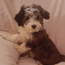 Cherry - Red tri-color Aussiedoodle puppy in Soap Lake, Washington from Desert Rose Doodles
