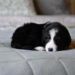 Coronado - Tri-color male Bernedoodle puppy in Grove, Oklahoma from Grand Lake Poodles & Doodles