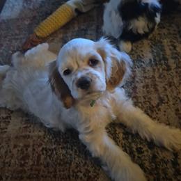 Lilo - Red and white female Cocker Spaniel puppy in Bonneville County, Idaho from Dream Catcher Cockers
