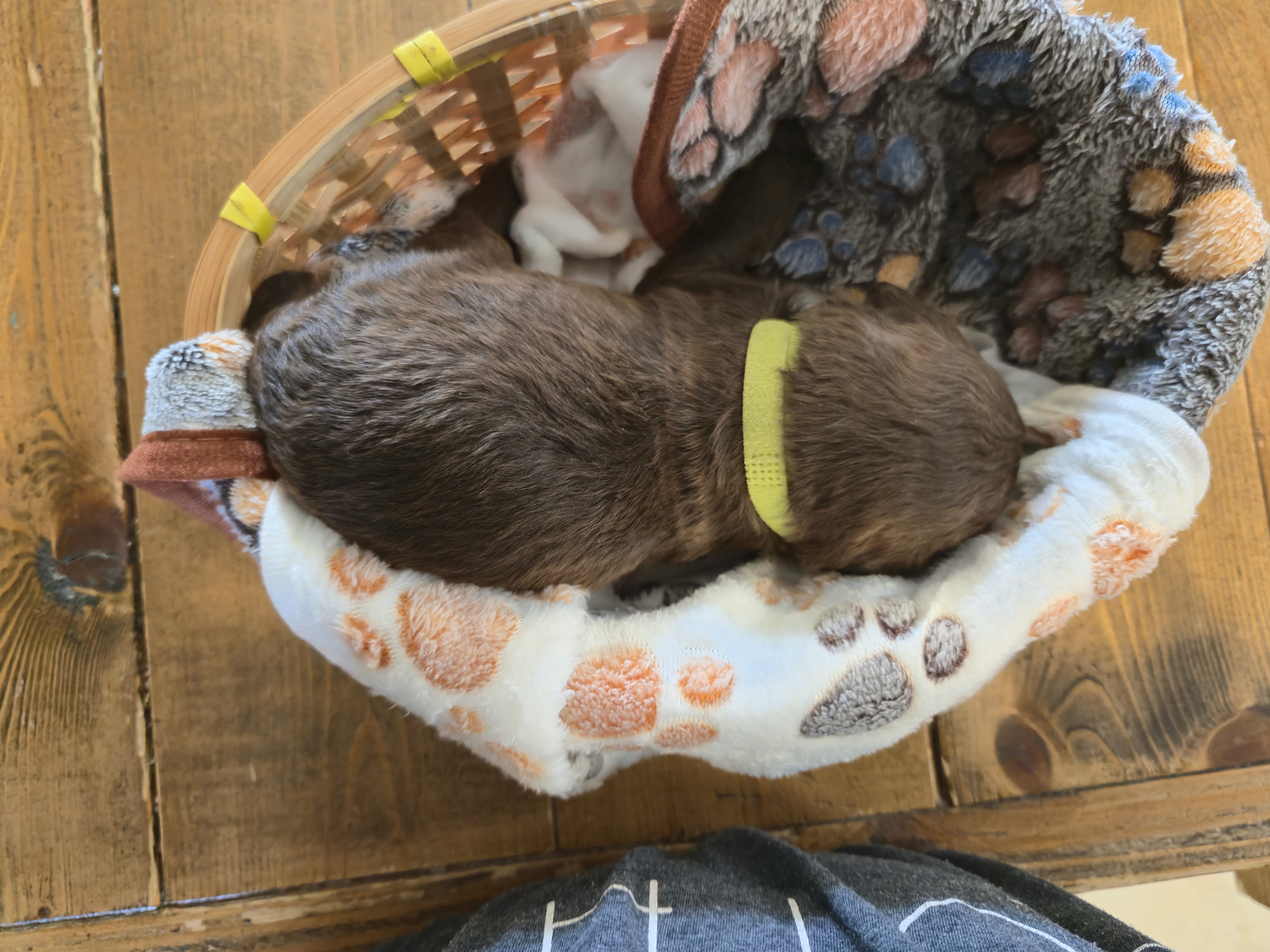 Whoodle Puppies from White's Whoodles