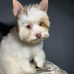 Luke Skywalker - Parti male Yorkshire Terrier puppy in Los Angeles, California from 818 Yorkies