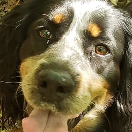 English Springer Spaniels from Rebels Ridgeview Acres