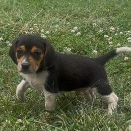 Donald - Black white and tan male Beagle puppy in Kinta, Oklahoma from Beaver Creek Kennels