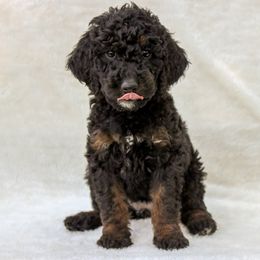 Bernedoodle and Goldendoodle Puppies from Delta Doodles and Poodles