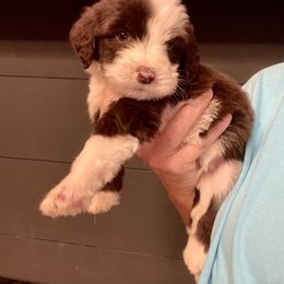 Leo - Brown and white male Sheepadoodle puppy in Winfield, Alabama from Rose Lane Doodles