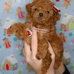 Cavapoo, Cockapoo, and Poodle Puppies from Heavenly Puppies to Love