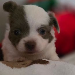 Prince - Silver and white male Chihuahua puppy in Amity, Pennsylvania from Rhoda and Verna